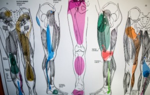 therapeutic, sport, & pain management acupuncture in minnesota