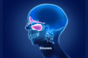 Sinuses